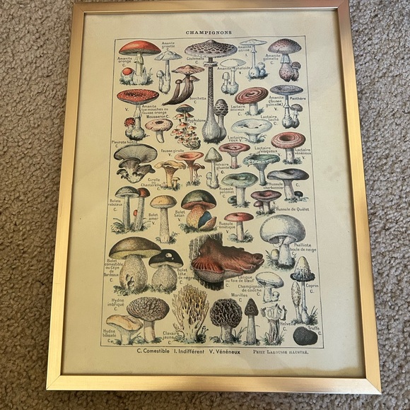 Mushroom print in gold frame - Picture 1 of 2